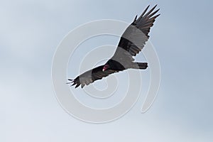 Turkey Vulture flying in the sky