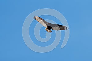 Turkey Vulture flying in the sky