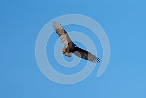 Turkey Vulture flying in the sky