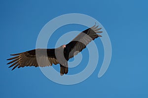 Turkey Vulture flying in the sky