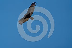 Turkey Vulture flying in the sky