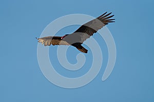 Turkey Vulture flying in the sky