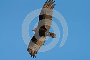 Turkey Vulture flying in the sky