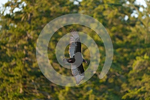 Turkey Vulture flying in the sky