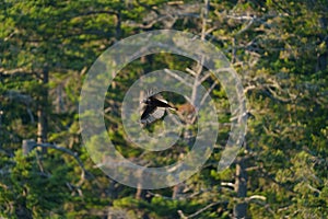 Turkey Vulture flying in the sky