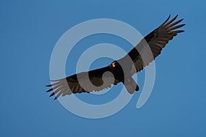 Turkey Vulture flying in the sky