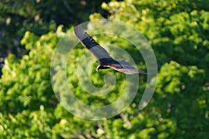 Turkey Vulture gliding in the air