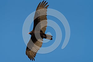 Turkey Vulture gliding in the air