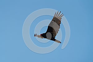 Turkey Vulture gliding in the air