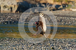 Turkey Vulture gliding in the air