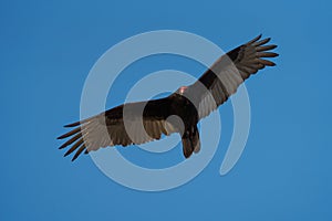 Turkey Vulture gliding in the air