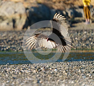 Turkey Vulture gliding in the air