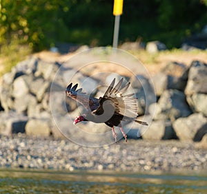 Turkey Vulture gliding in the air