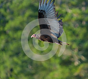 Turkey Vulture gliding in the air