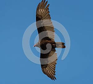 Turkey Vulture gliding in the air