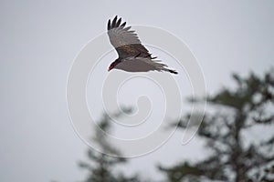 Turkey Vulture gliding in the air