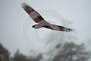 Turkey Vulture gliding in the air