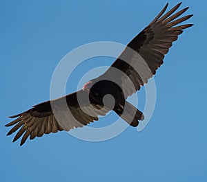 Turkey Vulture gliding in the air