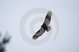 Turkey Vulture gliding in the air