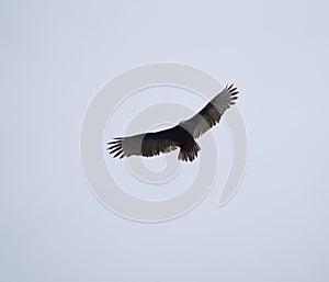 Turkey Vulture gliding in the air