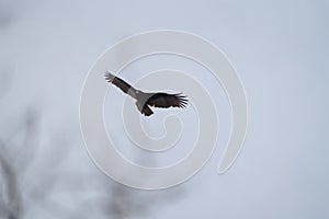 Turkey Vulture gliding in the air