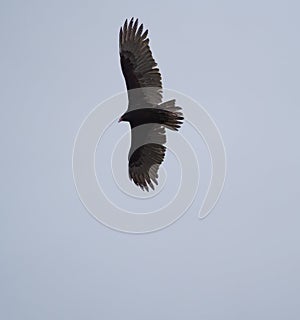 Turkey Vulture gliding in the air