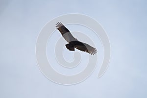 Turkey Vulture gliding in the air