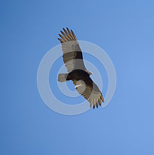 Turkey Vulture gliding in the air photo