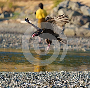 Turkey Vulture gliding at seaside beach