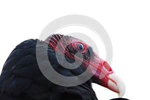 Turkey Vulture Head Facing RIght