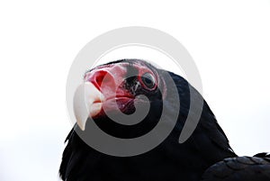 Turkey Vulture Headshot