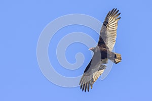 Turkey Vulture Hovering Above photo