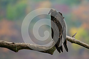 Turkey Vulture - Cathartes aura photo