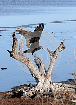 Turkey Vulture Landing