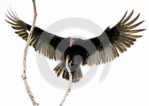 Turkey vulture landing on a tree branch.