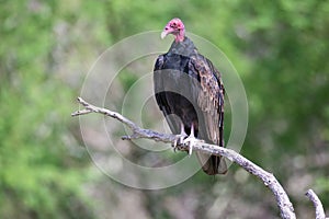 Turkey Vulture looking ahead photo