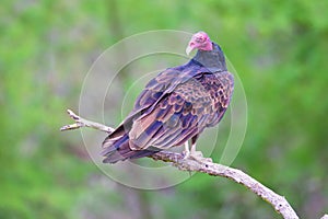 Turkey Vulture looking back