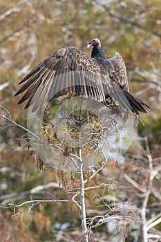 Turkey Vulture, Northern subspecies photo