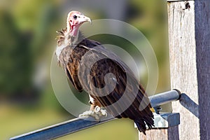 Turkey Vulture observes something intensely