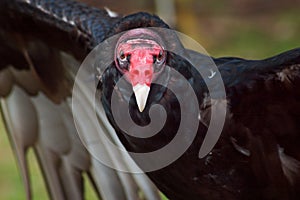 Turkey Vulture outspread wings photo