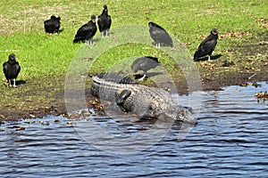 A turkey vulture pecks an alligators tail.
