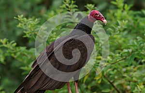 Turkey Vulture Perched