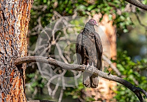 Turkey Vulture Perched in the Colorado Wilderness