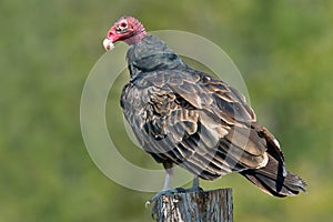 Turkey Vulture - Cathartes aura