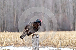 Turkey vulture perched on a fencepost