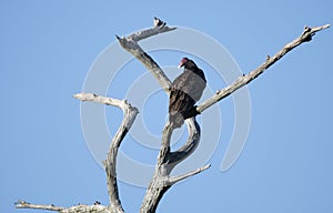 Turkey Vulture perched in gnarled dead swamp cypress