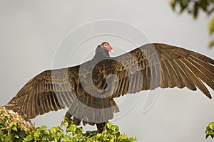 Turkey vulture perched in a tree in the Florida Everglades.