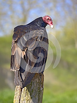 Turkey vulture perched on trunk