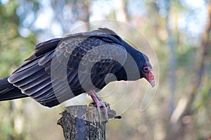 Turkey vulture perches on post at the Raptors, Duncan, BC