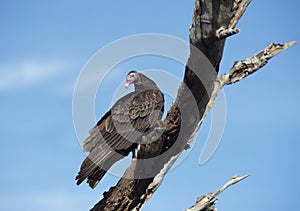 turkey vulture perches on a tree in Florida wetlands